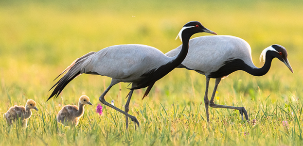 DEMOISELLE CRANES